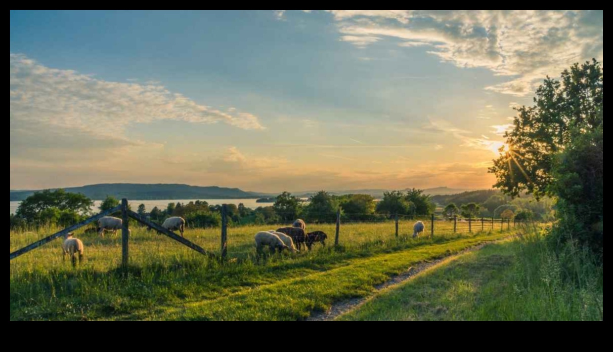 Lauku realitāte: lauku šarmu tveršana fotogrāfijā