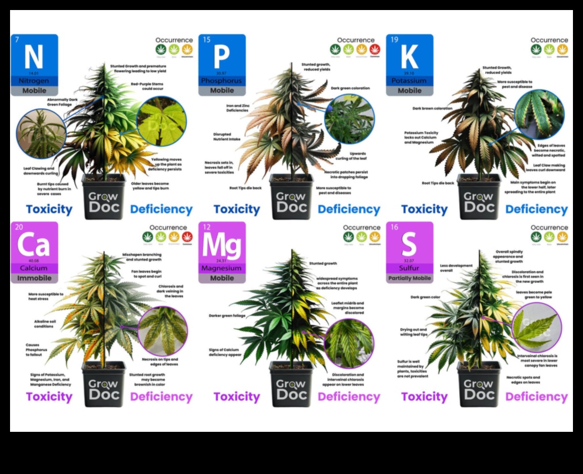 Izturības veidošana: stratēģijas, lai cīnītos pret uzturvielu deficītu