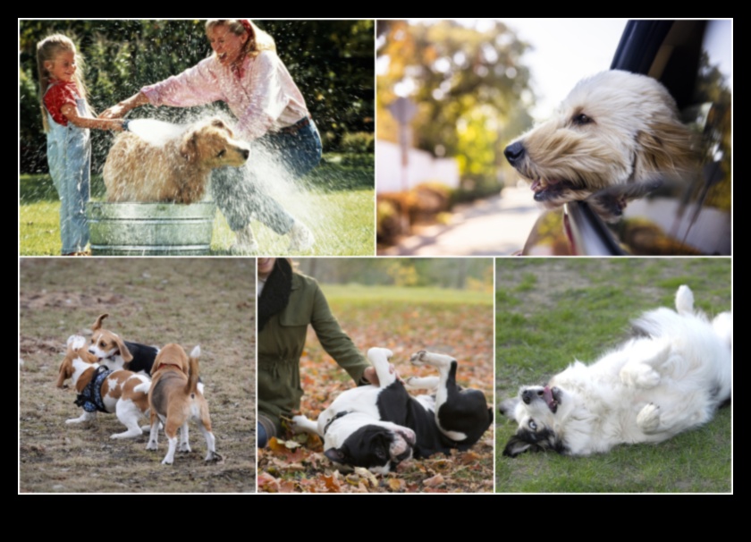 Suņu detektīvi: Suņu uzvedības noslēpumu atrisināšana