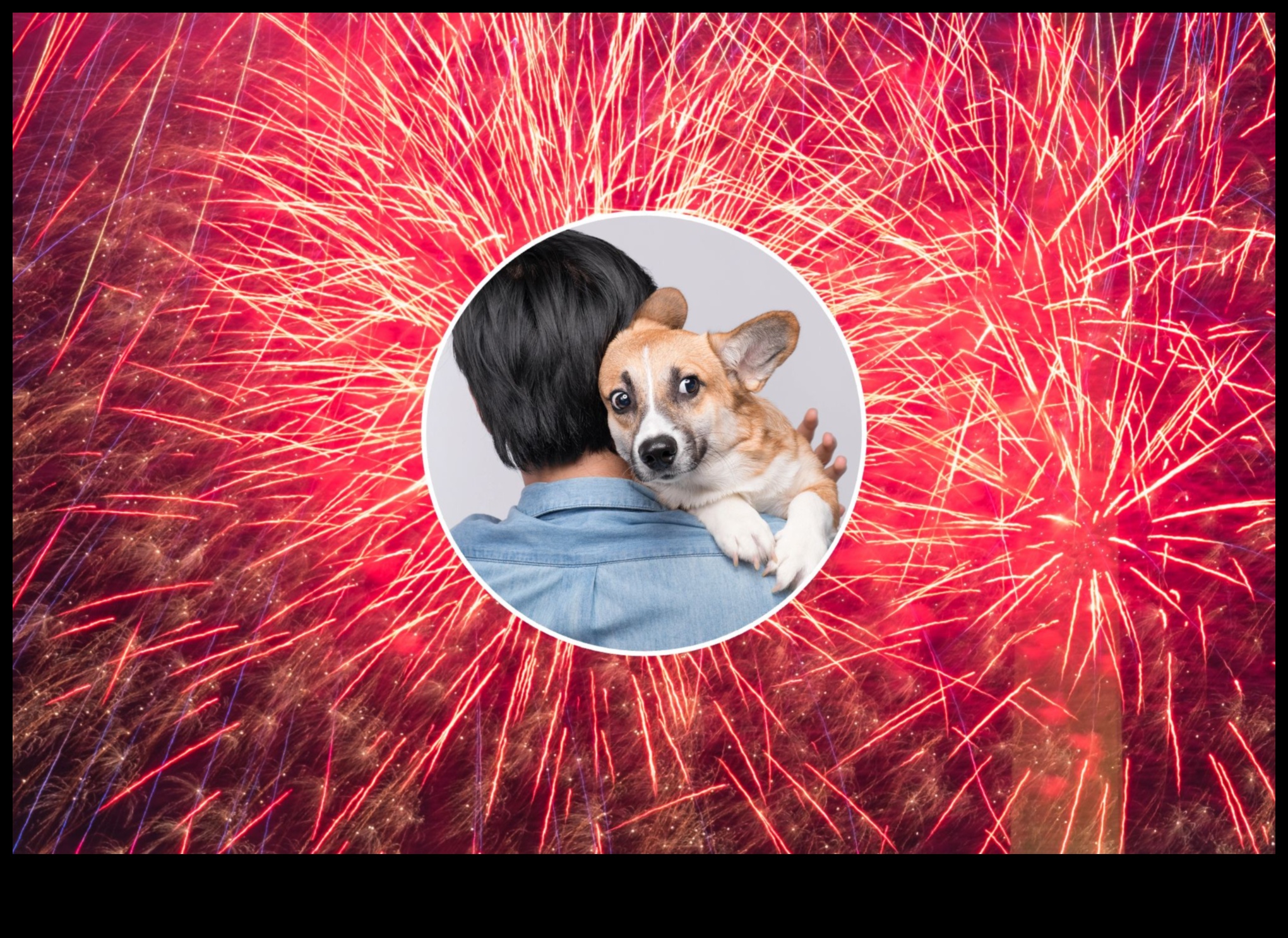 Bailes no uguņošanas: mājdzīvnieku trauksmes pārvarēšana skaļu svētku laikā