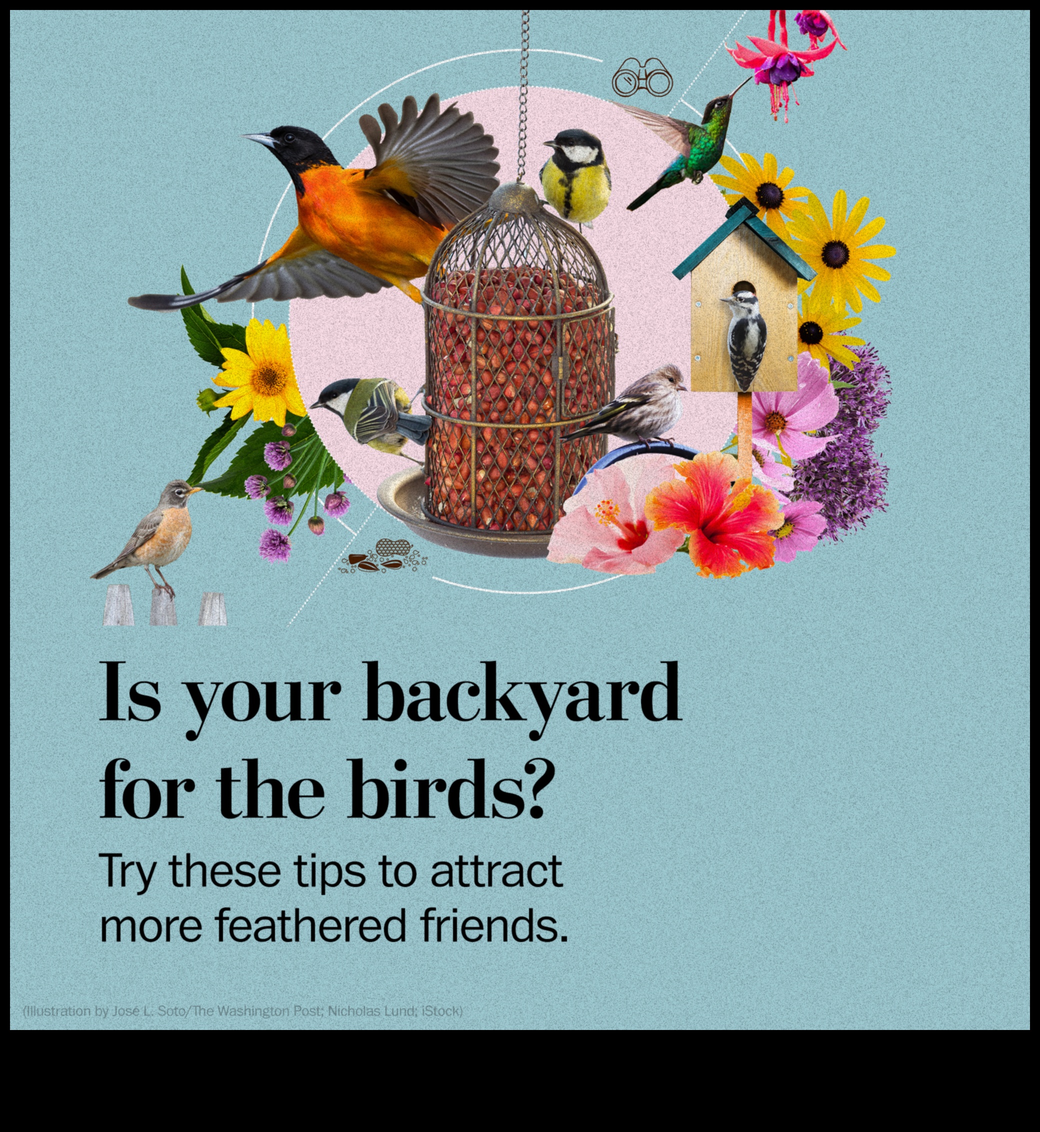 Birding Hacks: padomi un triki, lai uzlabotu putnu vērošanas pieredzi