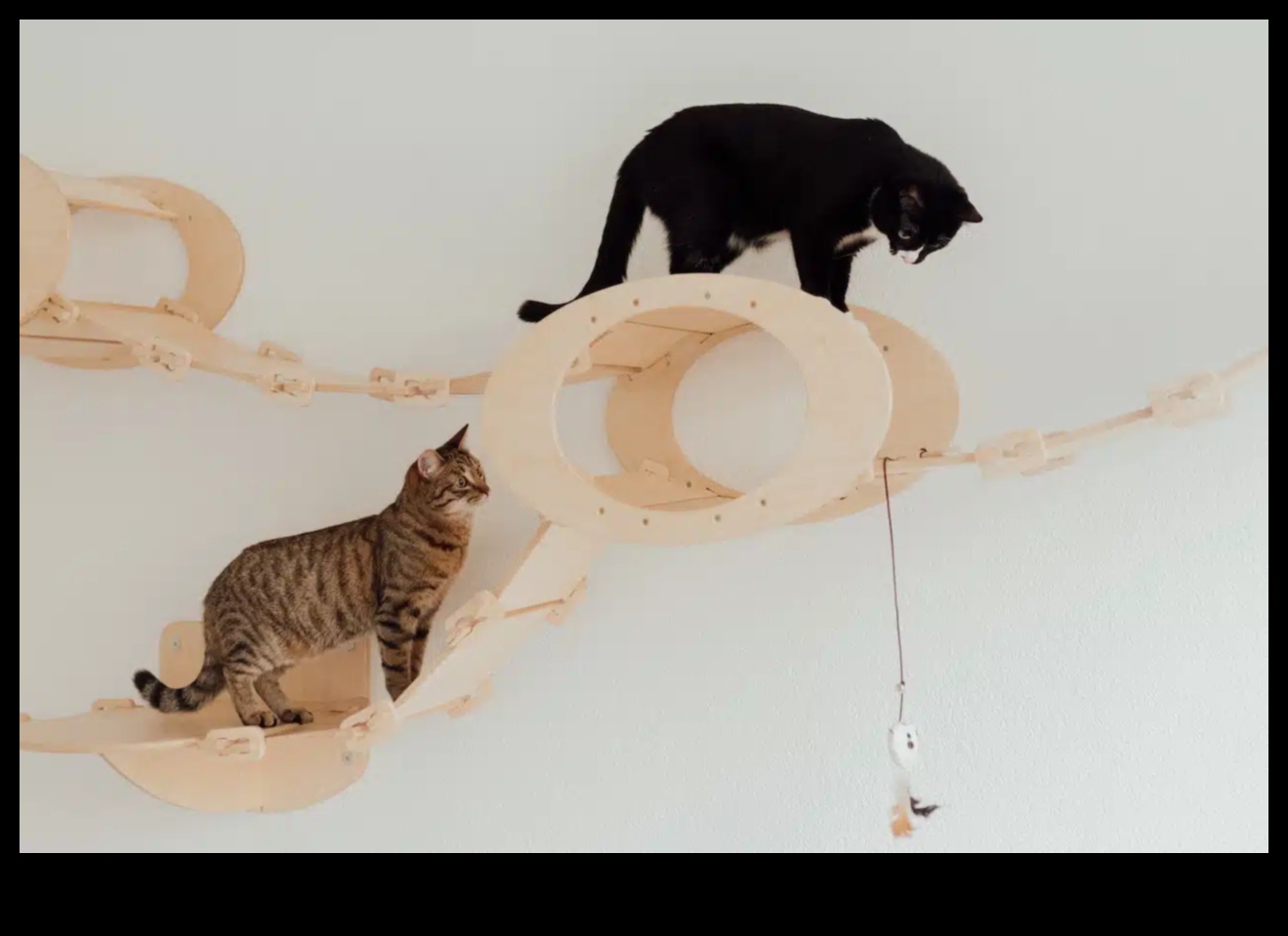 Kaķu karnevāls DIY: plānojiet savam kaķim kādu pasākumu ar ķepu