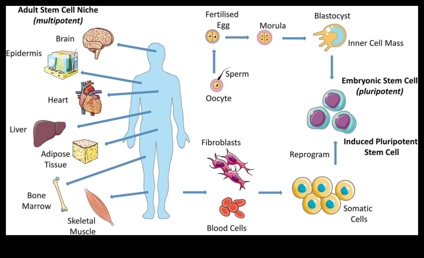 Uzturvielu simfonija: harmoniska pieeja veselībai