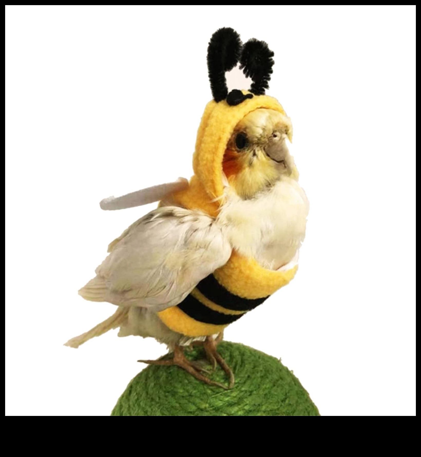 Spalvu draugu modes svētki: veidojiet savu mājdzīvnieku putnu ar moderniem aksesuāriem