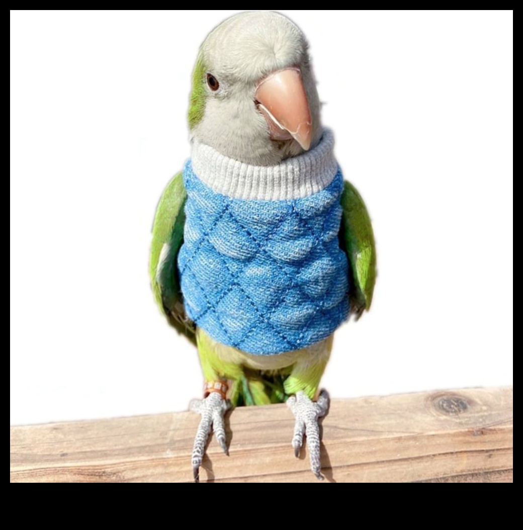 Spalvu draugu modes svētki: veidojiet savu mājdzīvnieku putnu ar moderniem aksesuāriem