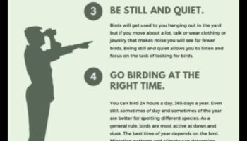 Birding Hacks: padomi un triki, lai uzlabotu putnu vērošanas pieredzi