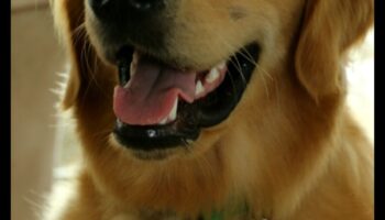 Doggy Day Out: plānojiet izcilu dienas braucienu ar savu kucēnu