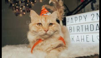 Kaķu karnevāls DIY: plānojiet savam kaķim kādu pasākumu ar ķepu