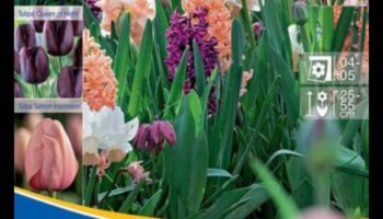 Pasteļu simfonija: harmonisku kompozīciju veidošana maigos toņos