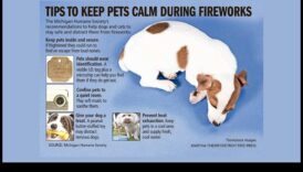 Bailes no uguņošanas: mājdzīvnieku trauksmes pārvarēšana skaļu svētku laikā